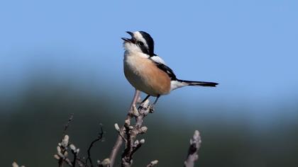 Maskeli örümcekkuşu video