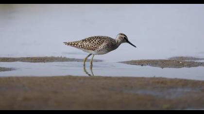 Orman Düdükçünü