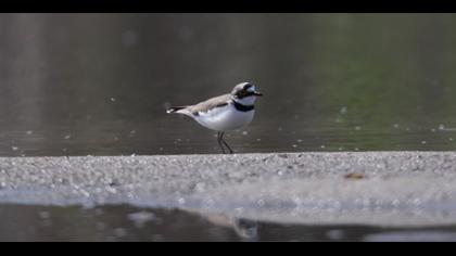 Küçük Halkalı Cılbıt