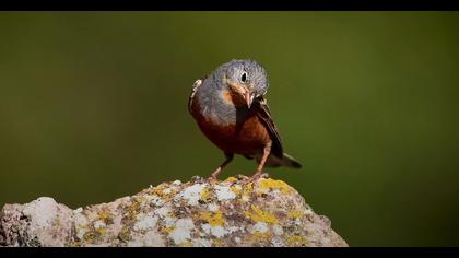 Kızıl kirazkuşu video