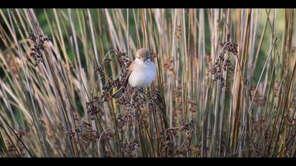 müzik dinleyen kızılsırtı