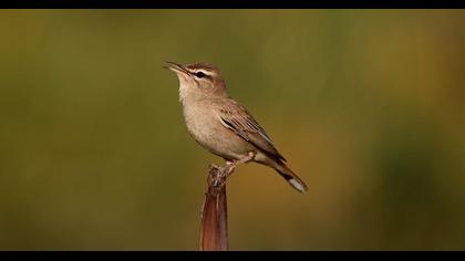 Çalıbülbülü video