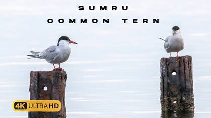 Sumru-Yunanistan