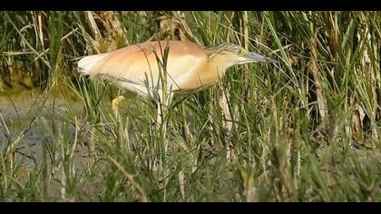 Alaca balıkçıl video