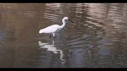 Küçük ak balıkçıl video