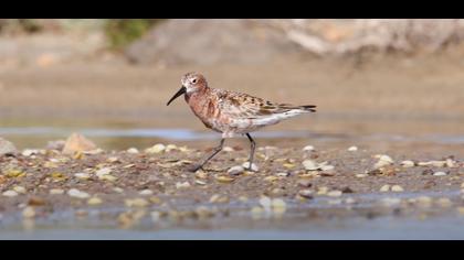 Kızıl kumkuşu video