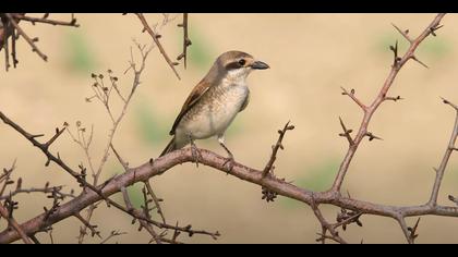 Kızılsırtlı örümcekkuşu video