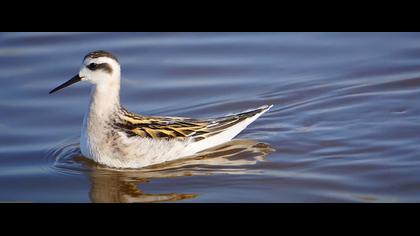 Denizdüdükçünü video