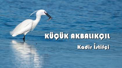 KÜÇÜK AKBALIKÇIL