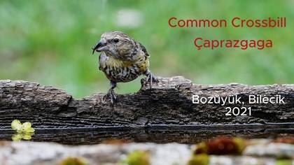 Çaprazgaga