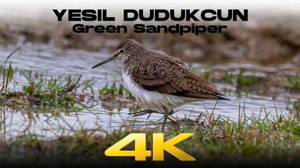 Yeşil Düdükçün