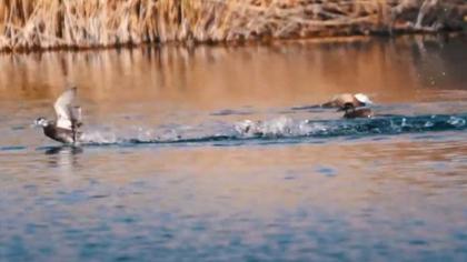Dikkuyruk | Kulaklı Toygar | G