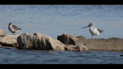 Orman Düdükçünü ile Yeşilbacak