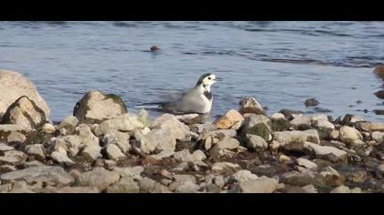 Ak Kuyruksallayan Banyo Yapıyo