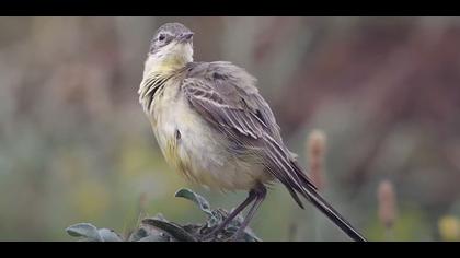 Sarı kuyruksallayan