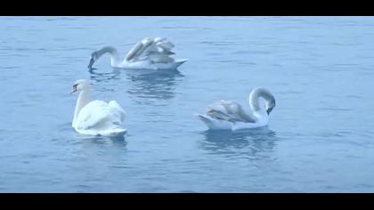 İstanbul Boğazının Kuğuları