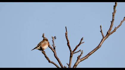 Saka