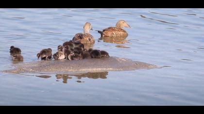 PUFLA KAZI CIVCIVLERI