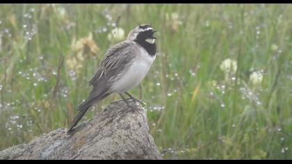 Sis İçinde Bir Güzel