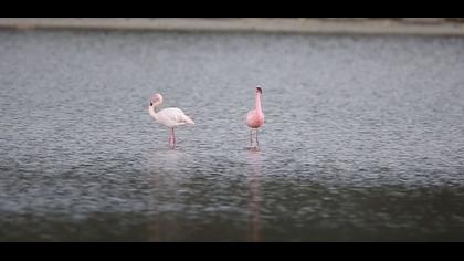 Küçük flamingo video
