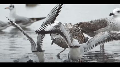 Kutup martısı video