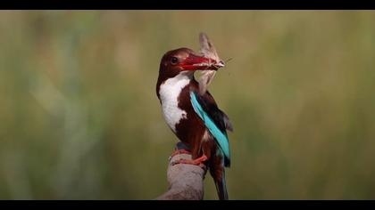 İzmir yalıçapkını video