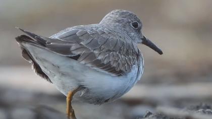 Sarıbacaklı kumkuşu video