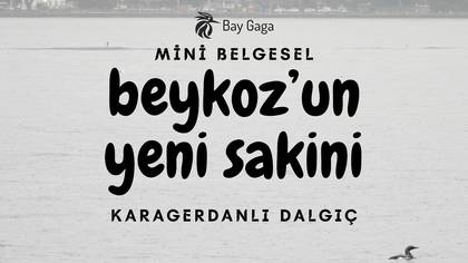 Karagerdanlı Dalgıc?