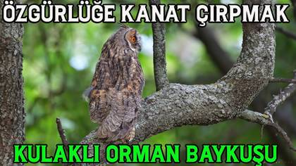 Özgürlüğe kanat çırpmak