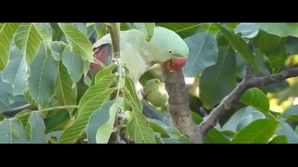 İskender Papağanı