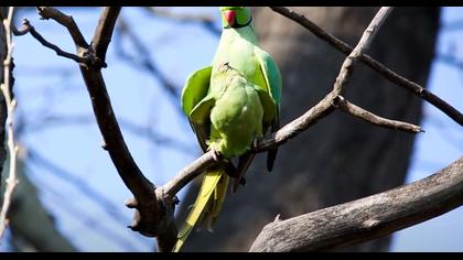 Yeşil Papağan Çiftleşme