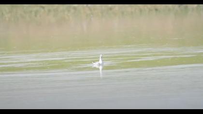 Kızıl denizdüdükçünü video