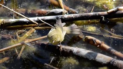Söğütbülbülü video