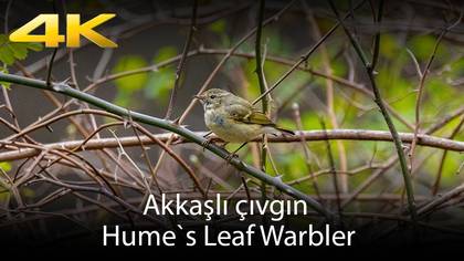 Akkaşlı Çıvgın