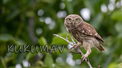 Kukumav