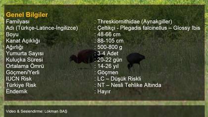 Çeltikçi Hakkında Bilgiler