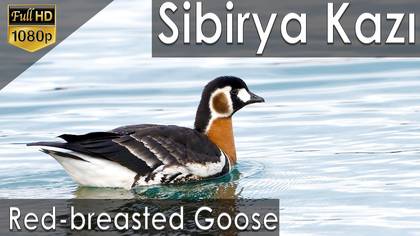 Sibirya Kazı - 2