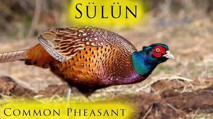 Sülün