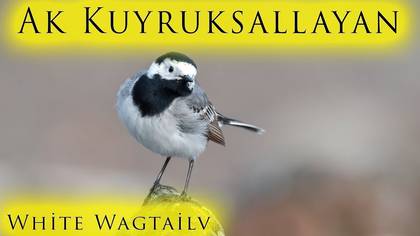 Ak kuyruksallayan