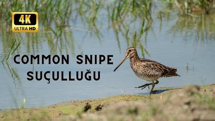 Suçulluğu