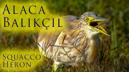 Alaca Balıkçıl