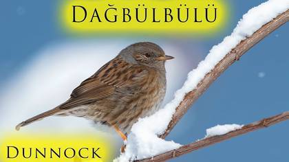Dağbülbülü