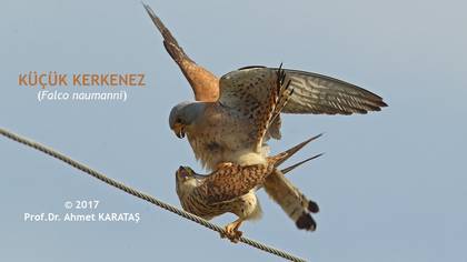 Küçük kerkenez