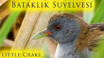Bataklık Suyelvesi