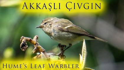 Akkaşlı Çıvgın