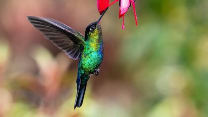 Fiery-throated Hummingbird