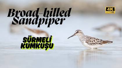Sürmeli Kumkuşu