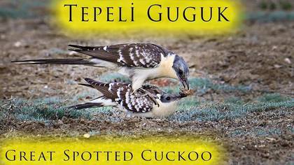 Tepeli Guguk