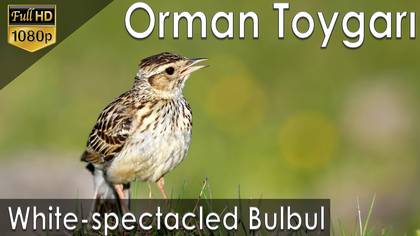 Orman Toygarı  Woodlark