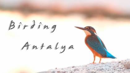 Beyond the City | Birding